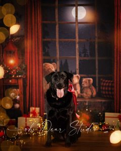 labrador dog pet Christmas photoshoot