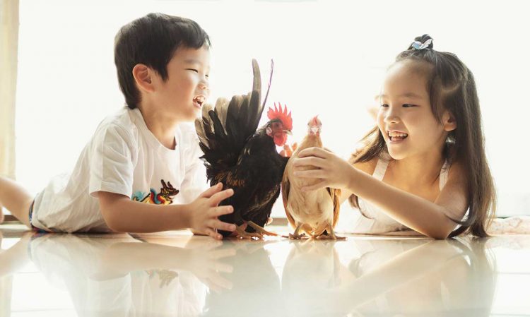 pet-chicken-photography-singapore siblings with their pet chicken