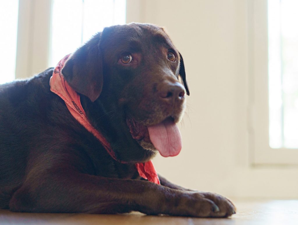 labrador pet dog photo studio singapore natural light