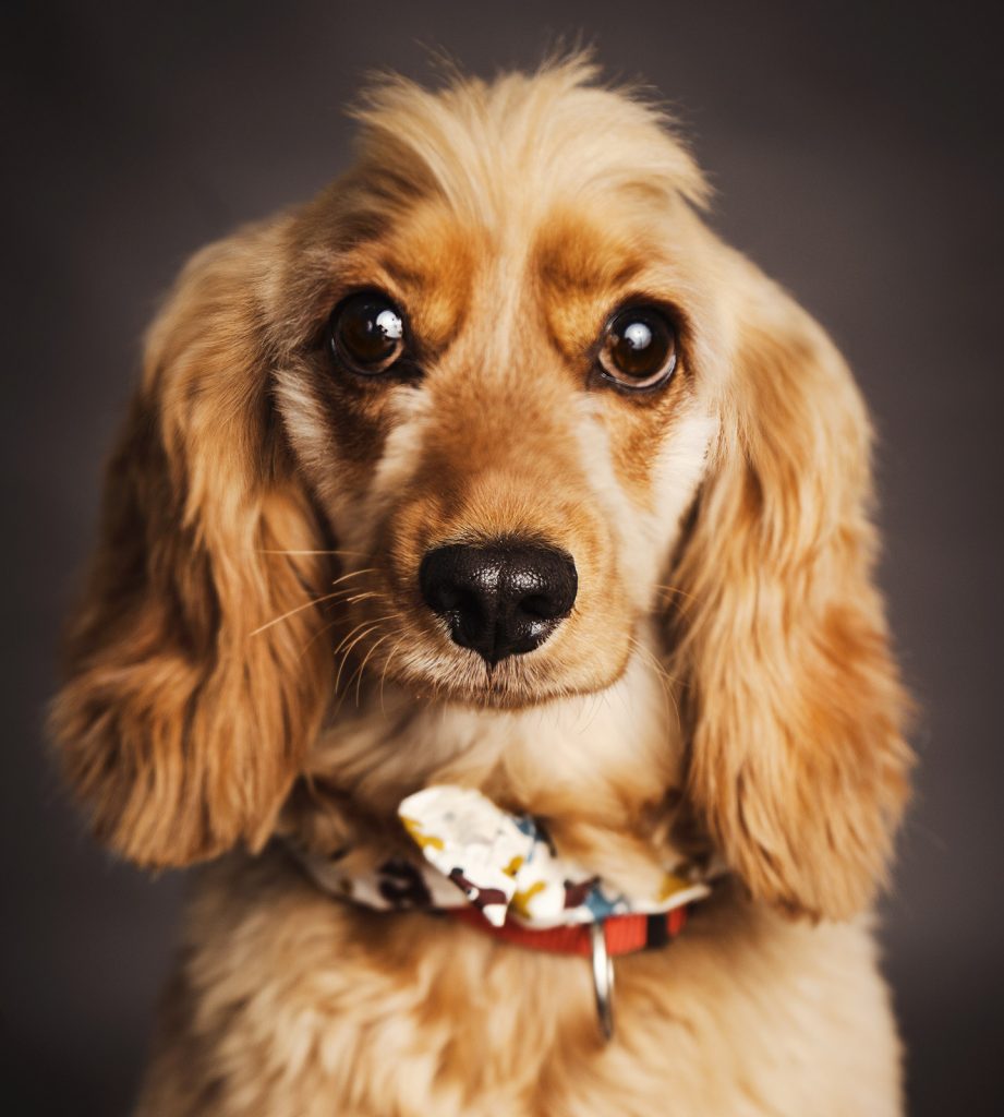 cockerpoodle pet dog studio shoot photo