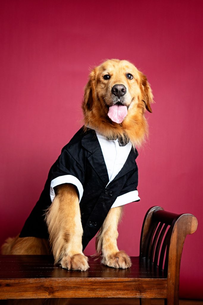 smiling golden retriever pet studio photoshoot