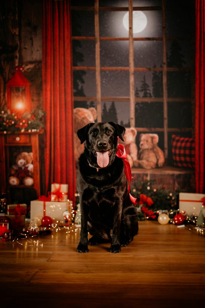 smiling black labrador Christmas photoshoot studio