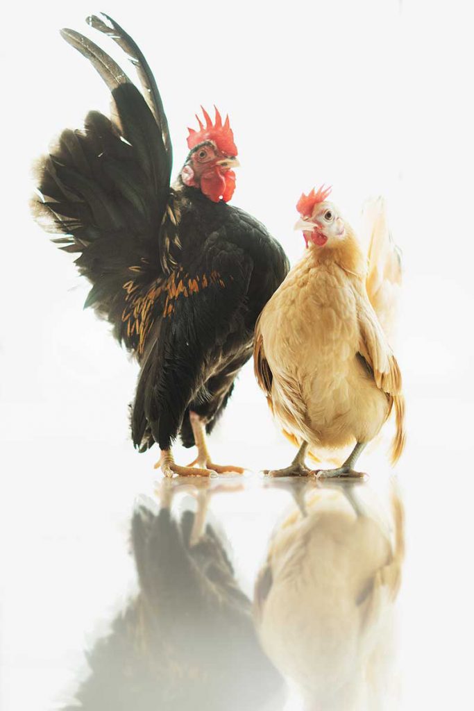 Serama Pet chicken studio photoshoot