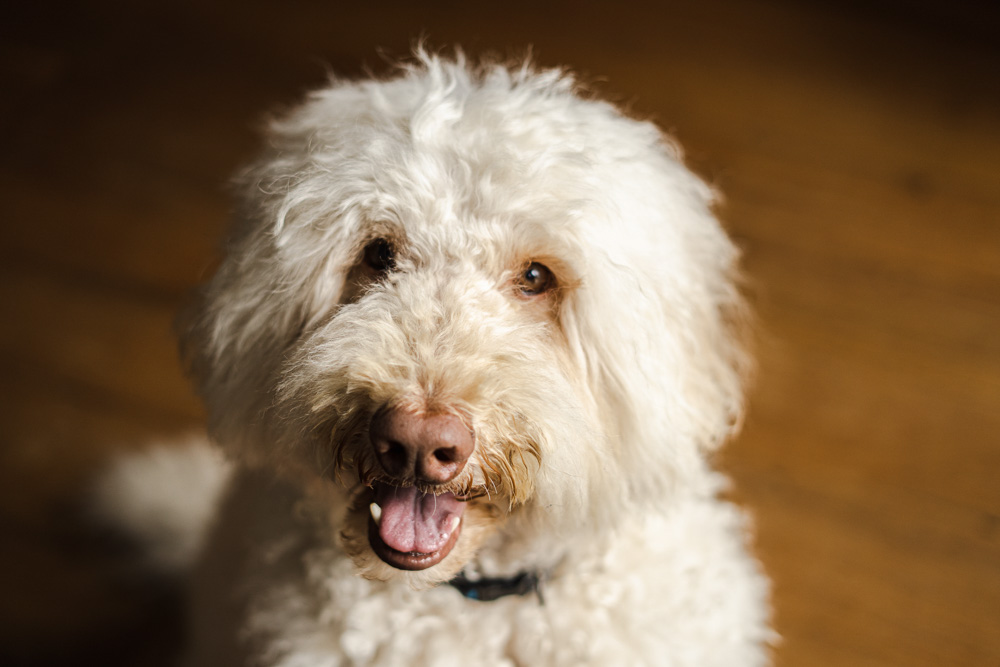 poodle dog photography pet studio