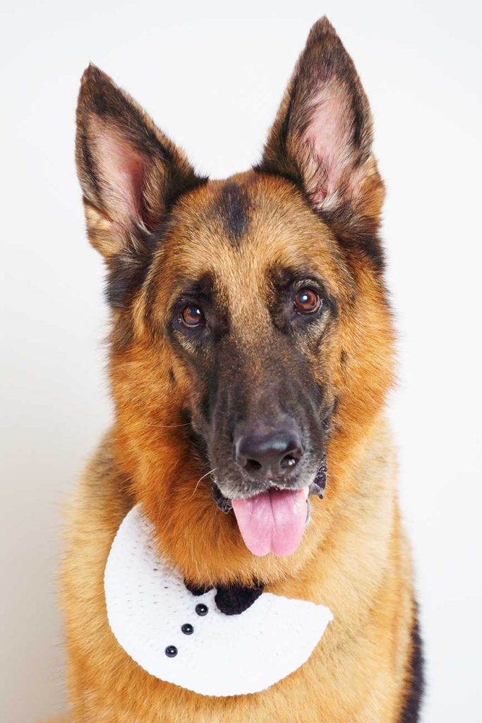 German shepherd studio white backdrop professional pet photo