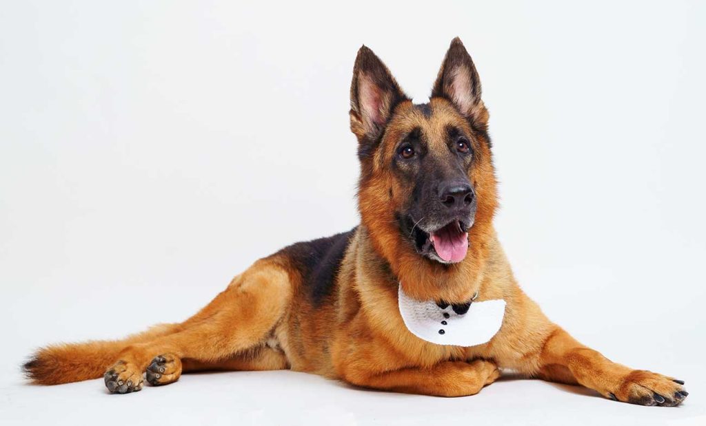 German shepherd professional white backdrop studio photo