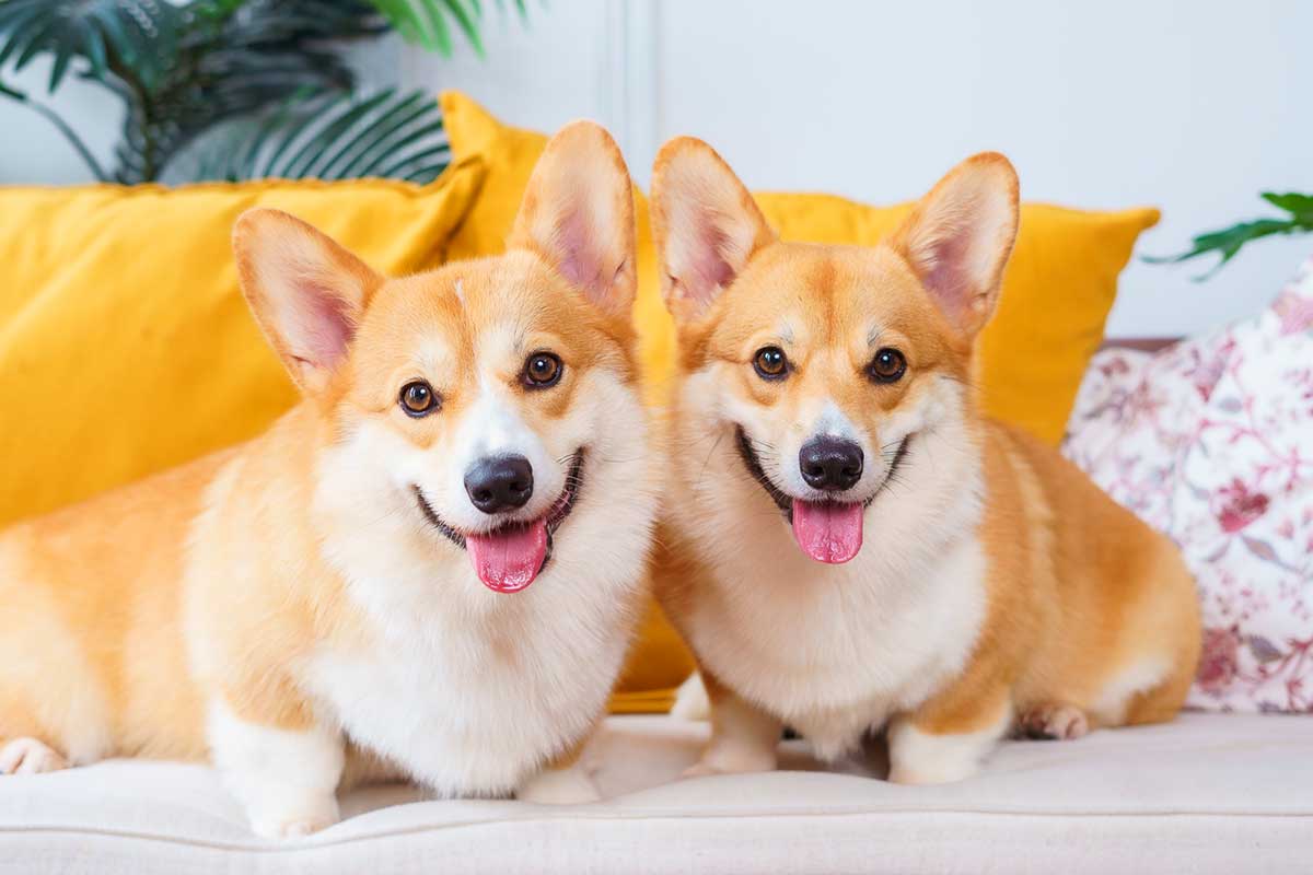 two corgi pet dog photoshoot smiling