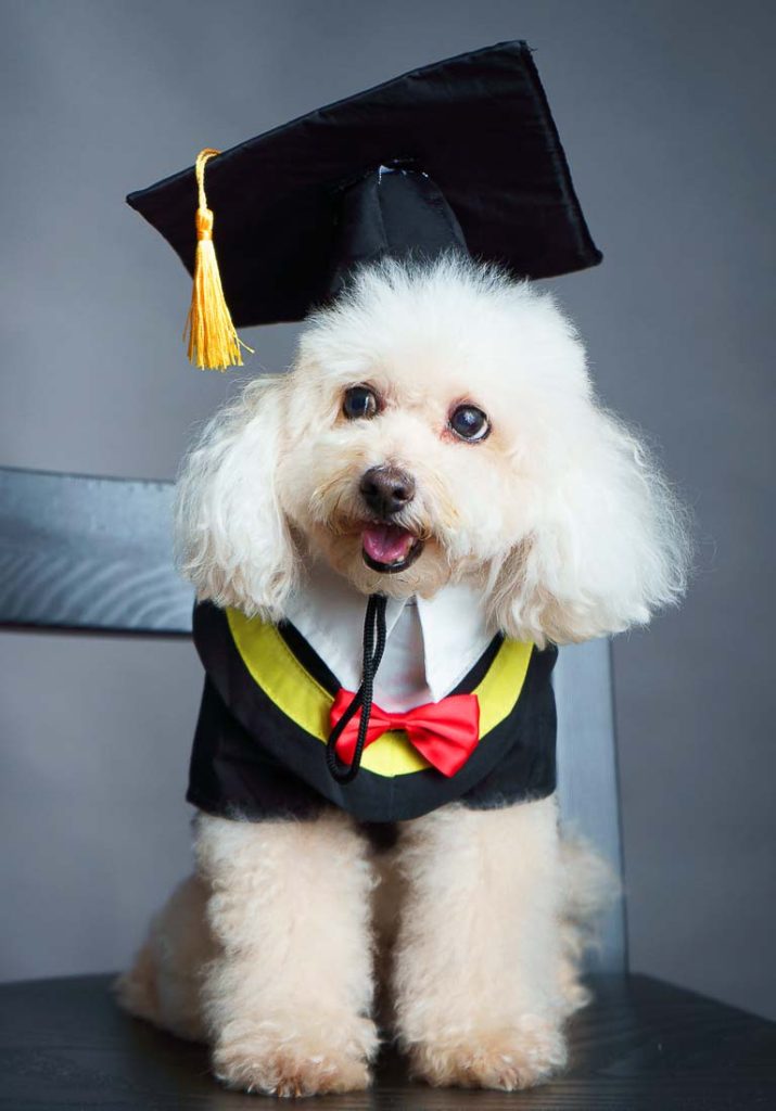 cute pet dog graduation photo studio